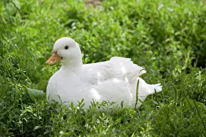 Pekin: Pekin duck
