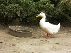 Platyrhynchos: Pekin Duck