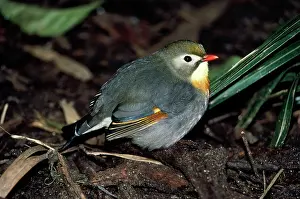 Lutea: Pekin Robin / Red-billed Leiothrix