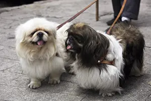 Promenade: Pekinese Dogs kept with a leash Quito Ecuador