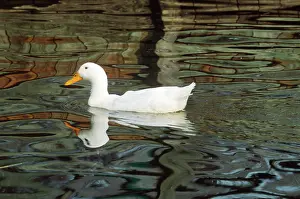 Peking: Peking Mallard