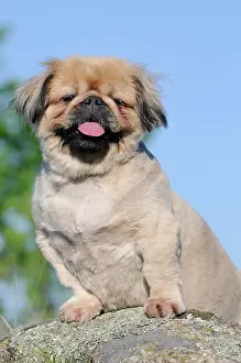 Pekingese: Pekingese, beige, bitch, Austria, Europe