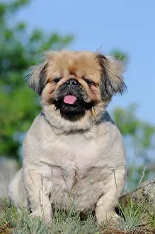Pekingese: Pekingese, beige, bitch, sitting, Austria, Europe