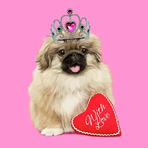Tiara: Pekingese dog, puppy mouth open wearing tiara with