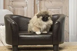 Pekingeses: Pekingese puppy dog indoors
