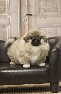 Pekingeses: Pekingese puppy dog indoors