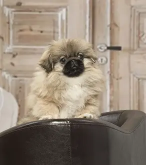 Pekingeses: Pekingese puppy dog indoors
