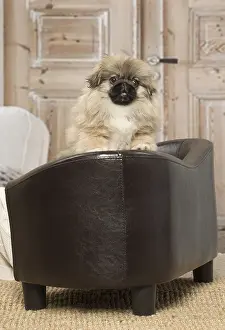 Pekingeses: Pekingese puppy dog indoors