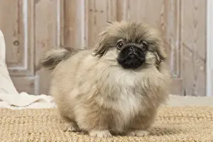 Pekingeses: Pekingese puppy dog indoors