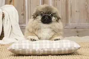 Pekingeses: Pekingese puppy dog indoors