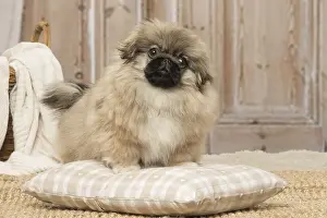 Pekingeses: Pekingese puppy dog indoors