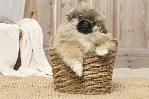 Pekingeses: Pekingese puppy dog indoors
