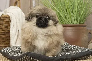 Pekingeses: Pekingese puppy dog indoors