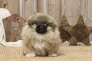 Pekingeses: Pekingese puppy dog indoors