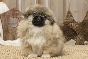 Pekingeses: Pekingese puppy dog indoors