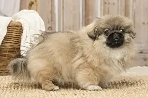 Pekingeses: Pekingese puppy dog indoors