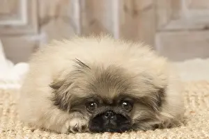 Pekingeses: Pekingese puppy dog indoors