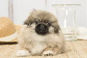 Pekingeses: Pekingese puppy dog indoors