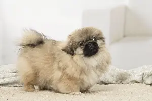 Pekingeses: Pekingese puppy dog indoors
