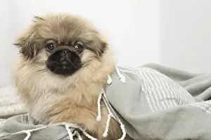 Pekingeses: Pekingese puppy dog indoors