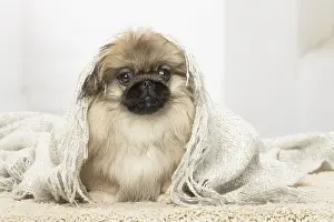 Pekingeses: Pekingese puppy dog indoors