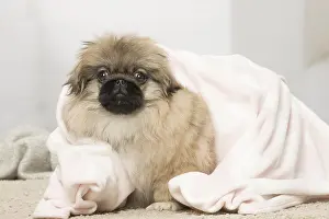 Pekingeses: Pekingese puppy dog indoors