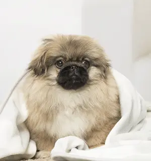 Pekingeses: Pekingese puppy dog indoors