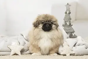 Pekingeses: Pekingese puppy dog indoors