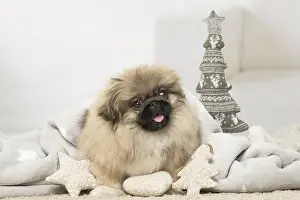Pekingeses: Pekingese puppy dog indoors