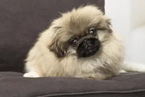 Pekingeses: Pekingese puppy dog indoors