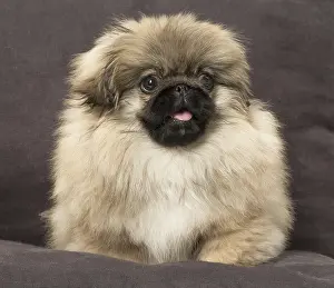 Pekingeses: Pekingese puppy dog indoors
