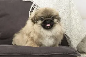 Pekingeses: Pekingese puppy dog indoors