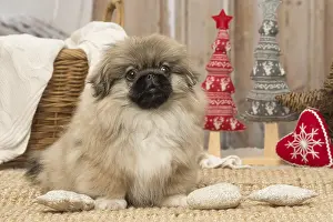 Pekingeses: Pekingese puppy dog indoors at Christmas