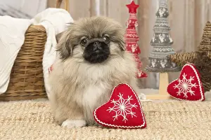Pekingeses: Pekingese puppy dog indoors at Christmas
