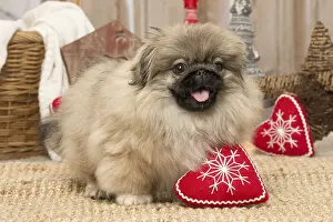 Pekingeses: Pekingese puppy dog indoors at Christmas