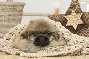 Pekingeses: Pekingese puppy dog indoors at Christmas
