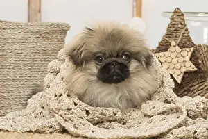 Pekingeses: Pekingese puppy dog indoors at Christmas