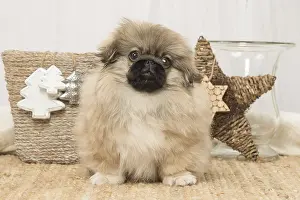 Pekingeses: Pekingese puppy dog indoors at Christmas