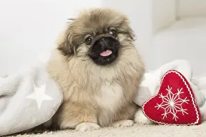 Pekingeses: Pekingese puppy dog indoors at Christmas