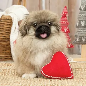 Pekingeses: Pekingese puppy dog indoors at Christmas