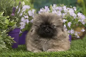 Pekingeses: Pekingese puppy outdoors in the garden
