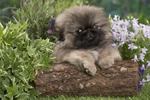 Pekingeses: Pekingese puppy outdoors in the garden