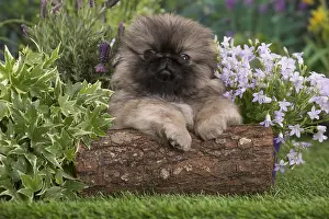 Pekingeses: Pekingese puppy outdoors in the garden