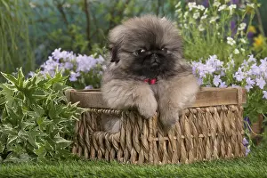 Pekingeses: Pekingese puppy outdoors in the garden