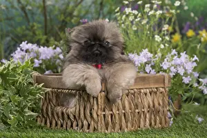 Pekingeses: Pekingese puppy outdoors in the garden