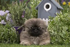 Pekingeses: Pekingese puppy outdoors in the garden
