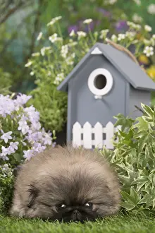 Pekingeses: Pekingese puppy outdoors in the garden