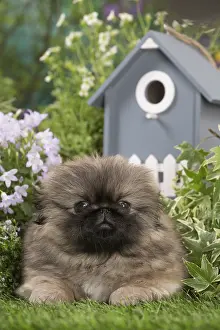 Pekingeses: Pekingese puppy outdoors in the garden