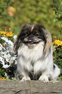 Pekingese: Pekingese sitting on a wall between flowers Pekingese