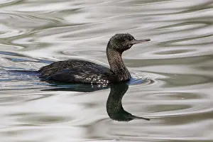 Rausu: Pelagic Cormorant